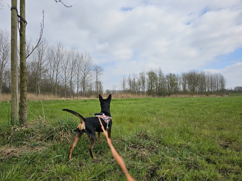 Wandelroute 8 km in Dendermonde in het Waasland in Oost-Vlaanderen
