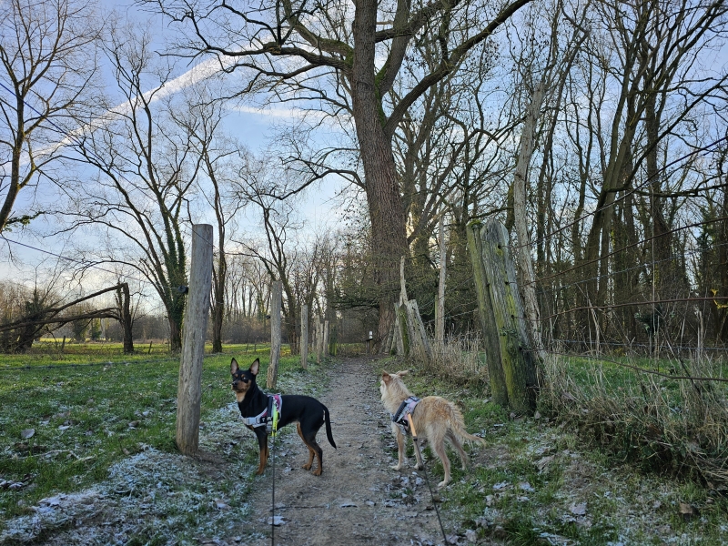 Wandelroute Affligem met hond Roofridderspad door de Koudenbergbeekvallei
