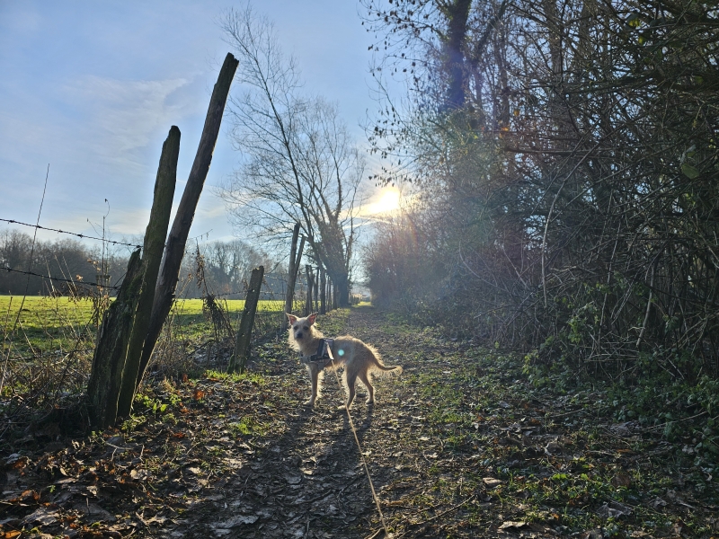 Wandelroute Affligem met hond Roofridderswandeling op de grens met het Pajottenland en de Brabantse Kouters