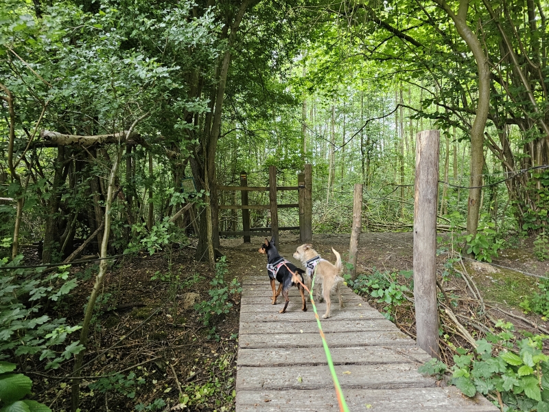 Wandelroute bos t Ename in Oudenaarde