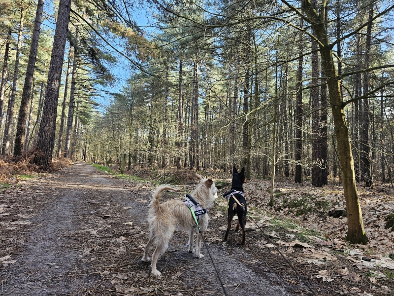 Wandelroute boswandeling Lembeke