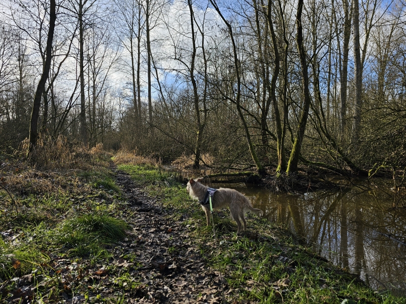 Wandelroute boswandeling Zemst Vlaams-Brabant Bos van Aa Kollinten met hond 2,6 km