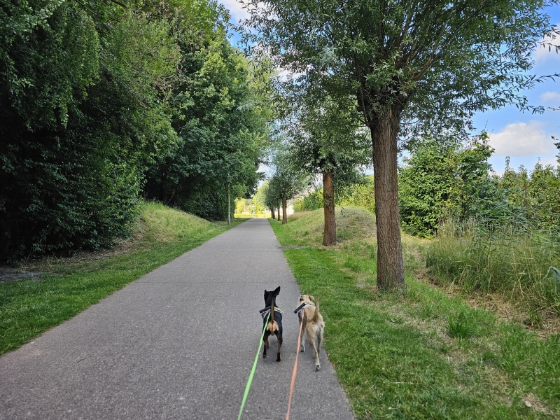 Wandelroute Burcht met hond