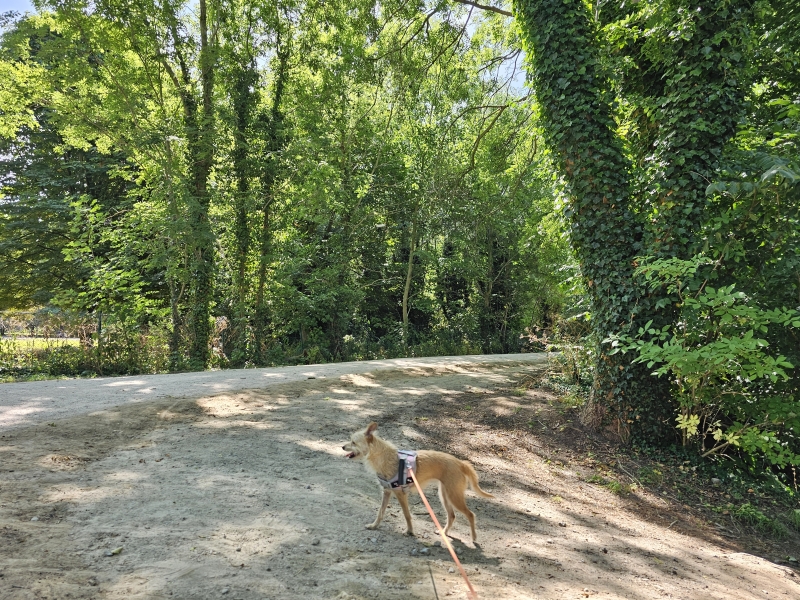 Wandelroute Dendermonde met hond Wandelroute Dendermonde met hond