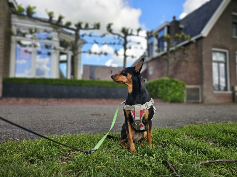 Wandelroute Dokkum Friesland