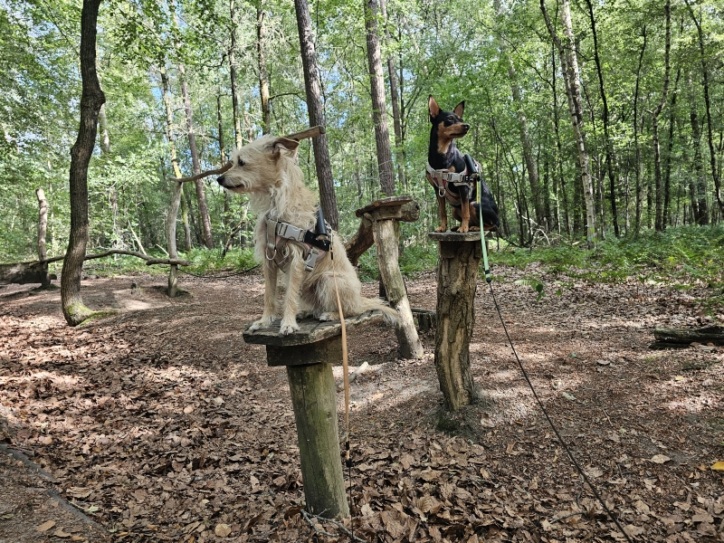 Wandelroute door de bossen in Ruiselede Wingene