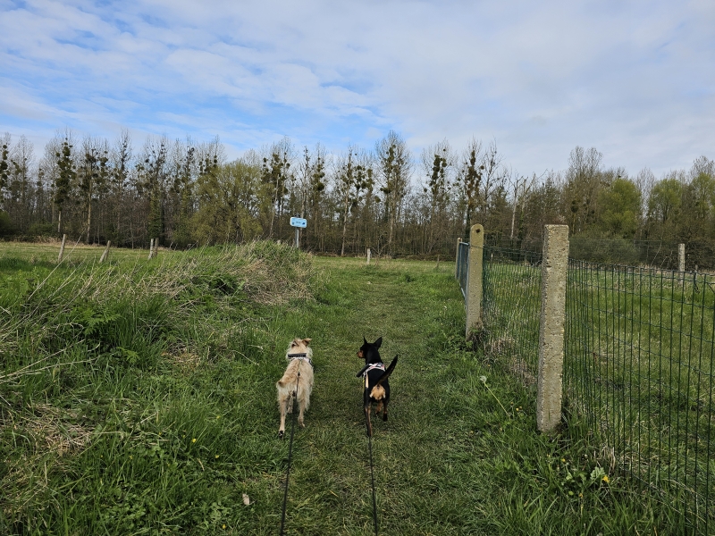 Wandelroute door de Rotte Gaten in Meerbeek, Kortenberg met honden