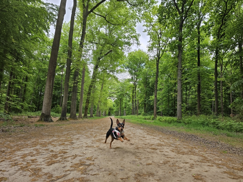 Wandelroute door het bos in Breda, Nederland
