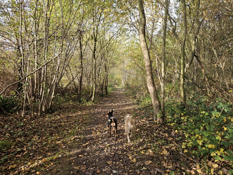 Wandelroute door het bos met hond
