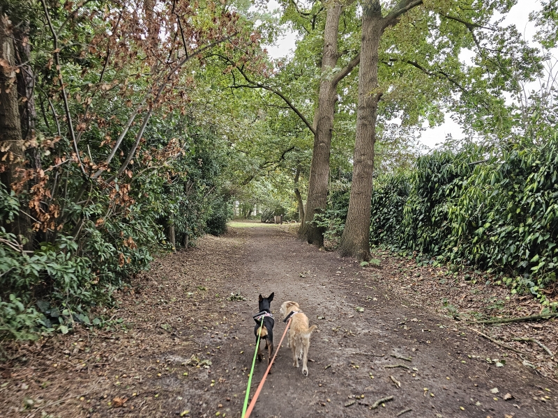 Wandelroute door het bos met hond: het Puitvoetbos in Sint-Niklaas