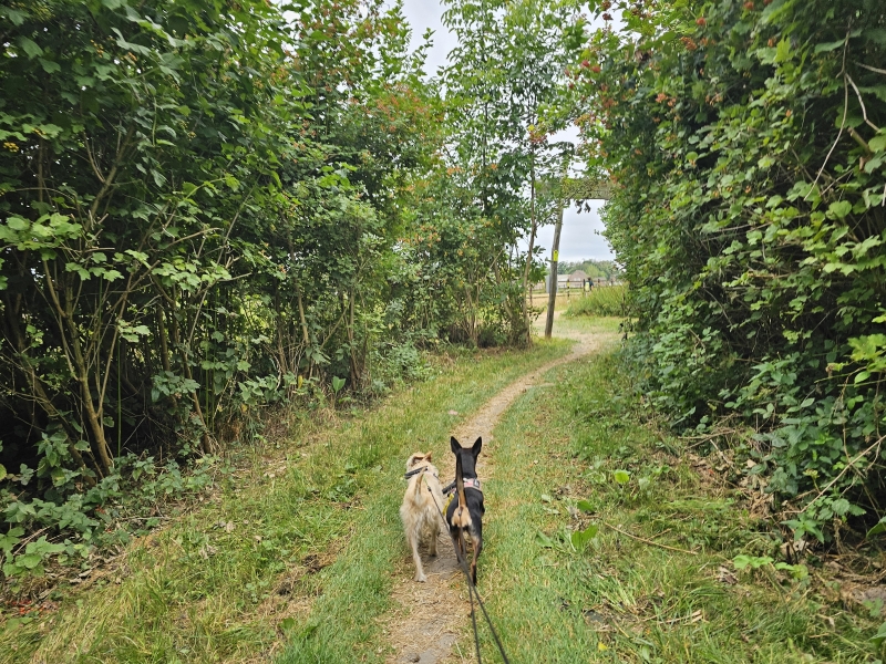 Wandelroute door Het geboortebos van Heizijde in Lebbeke