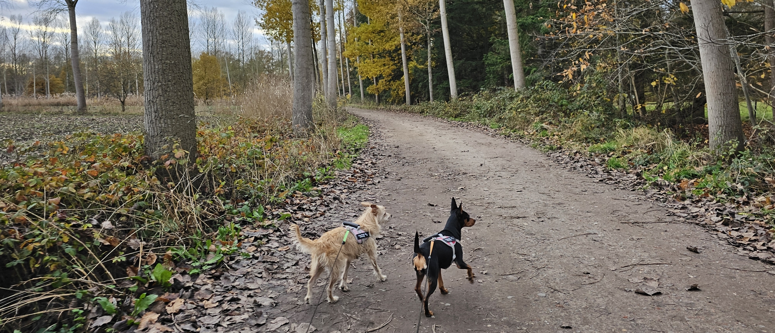Wandelroute door het Graafschap, het nonnenbos en het stiltegebied in Bornem