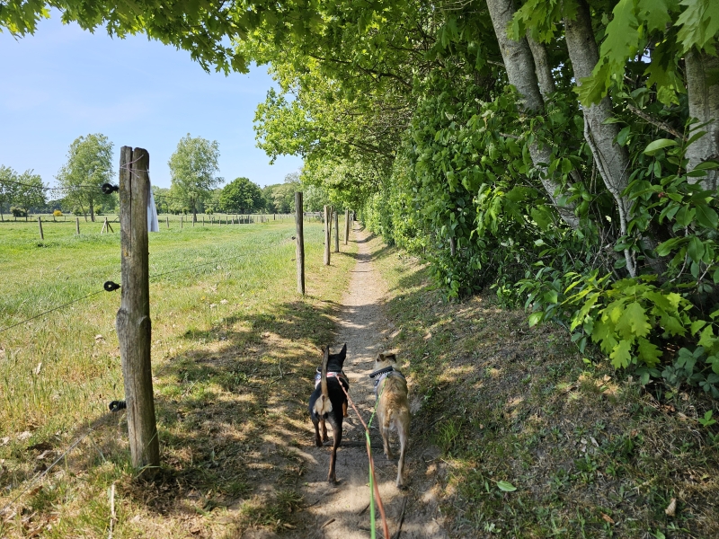 Wandelroute door het Groenhovebos in Torhout, West-Vlaanderen