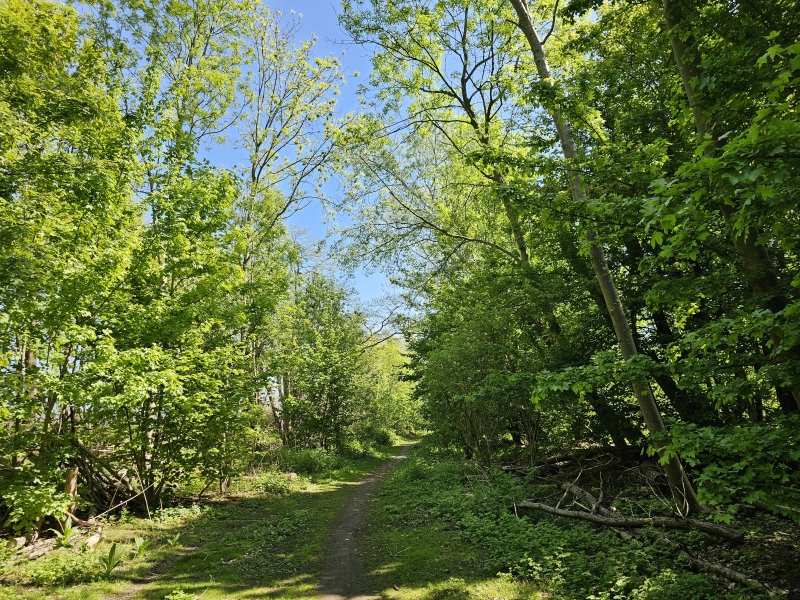 Wandelroute door het Schijnbos in de Schijnvallei en het park Groot Schijn