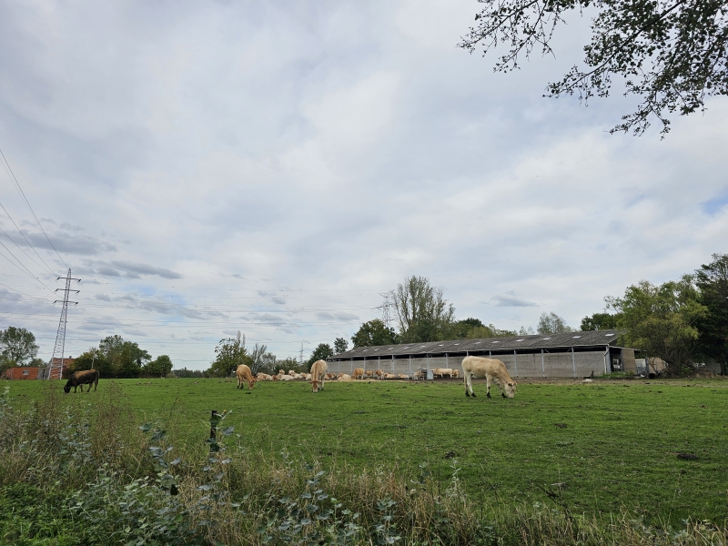 Wandelroute door Niels Broek en Walenhoek in Niel