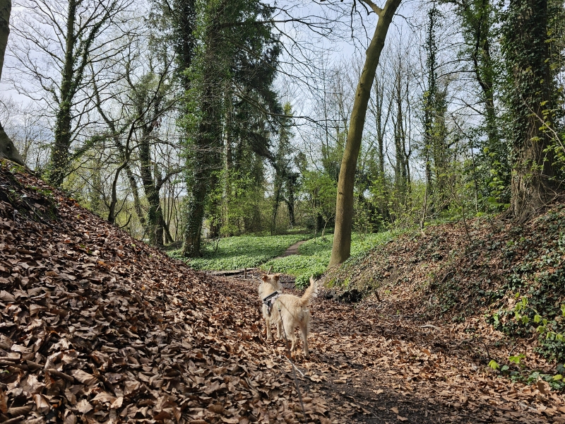 Wandelroute door Thaborberg Kattebroek in Dilbeek