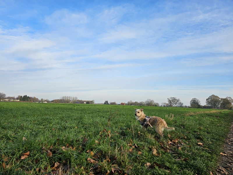 Wandelroute Fort 2 en natuur in Wommelgem 12,5 km Wandelroute Fort 2 en natuur in Wommelgem 12,5 km