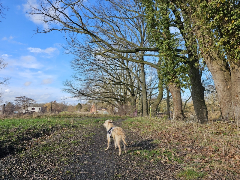 Wandelroute fort Koningshooikt Waverwoudpad met hond