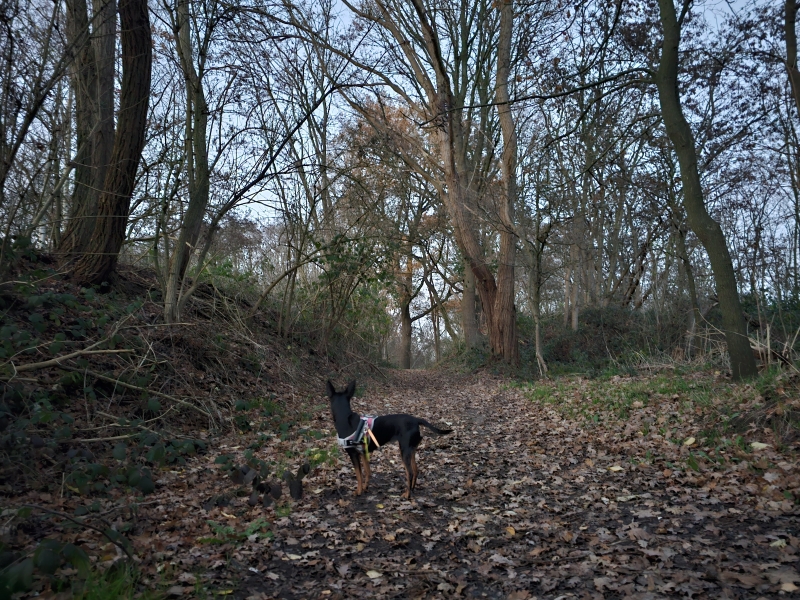 Wandelroute Fort van Steendorp met hond