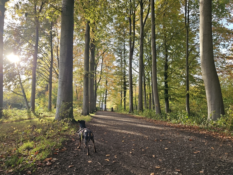 Wandelroute Gravenbos Humbeek