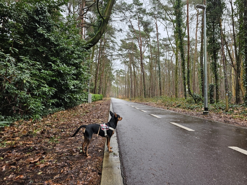 Wandelroute Grobbendonk Molenbos 3,7 km