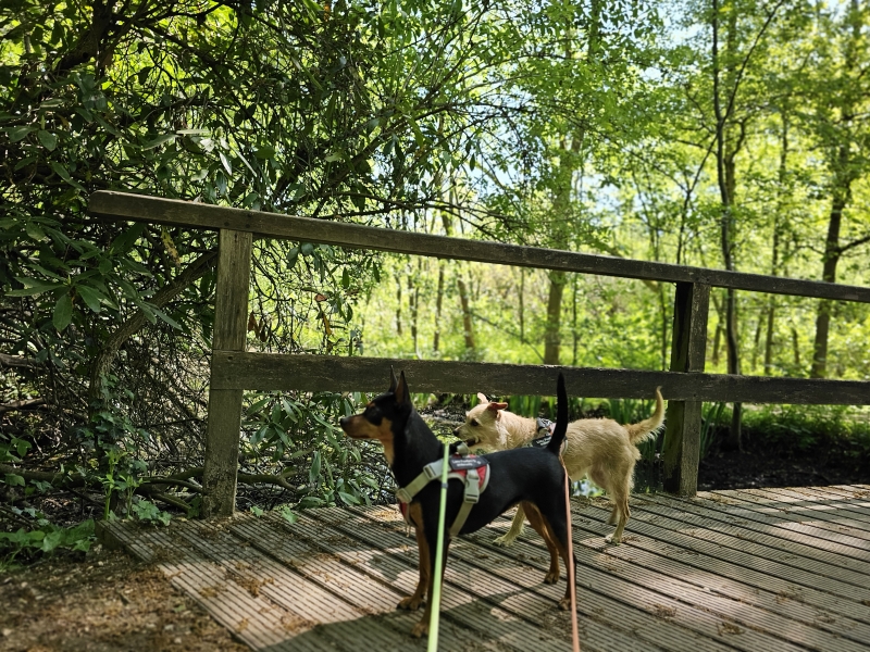 Wandelroute Groen Kruis door het Rivierenhof met honden