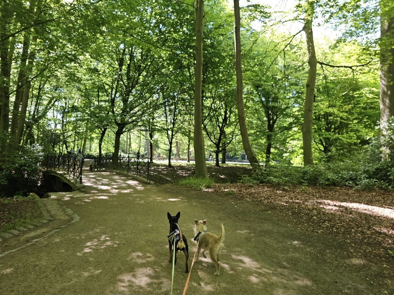 Wandelroute Groen Kruis met honden door het domein het Rivierenhof in Deurne, Antwerpen
