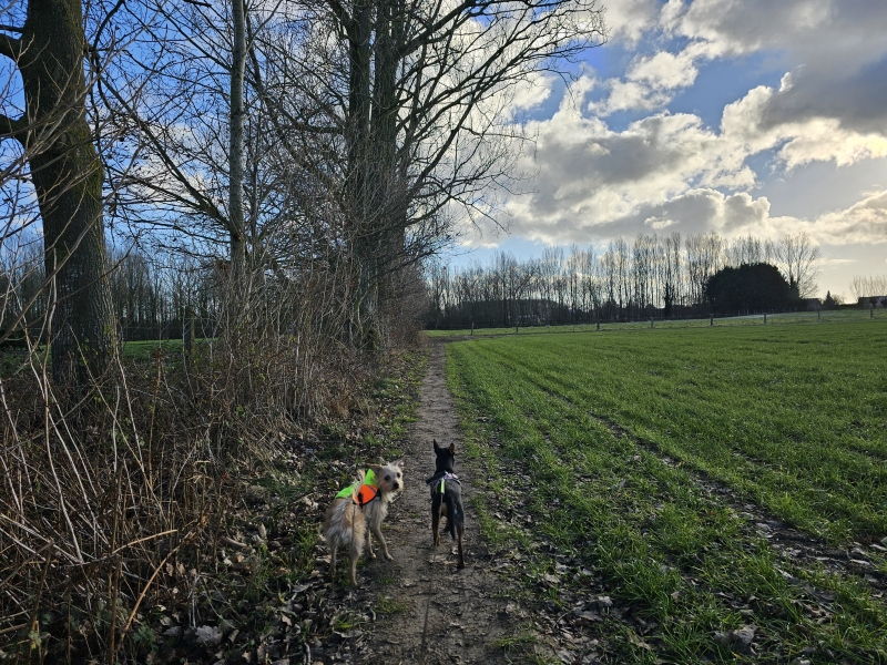 Wandelroute (h)ettingebos en de heks van Balegem in Oosterzele met hond