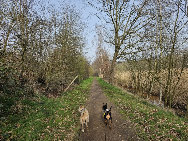 wandelroute in Duffel met hond