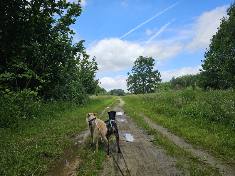 Wandelroute in Houtem, Vilvoorde met hond Wandelroute in Houtem, Vilvoorde met hond