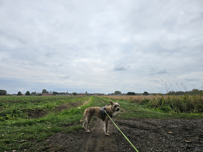 Wandelroute in Liezele met hond Wandelroute in Liezele met hond