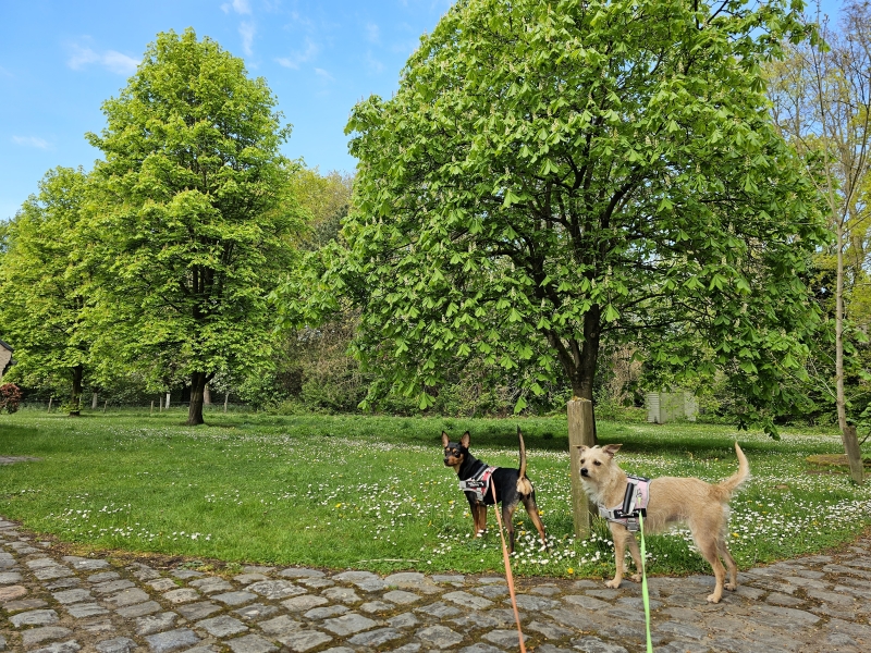 Wandelroute in Sint-Martens-Latem: de Gust de Smetwandelroute met honden