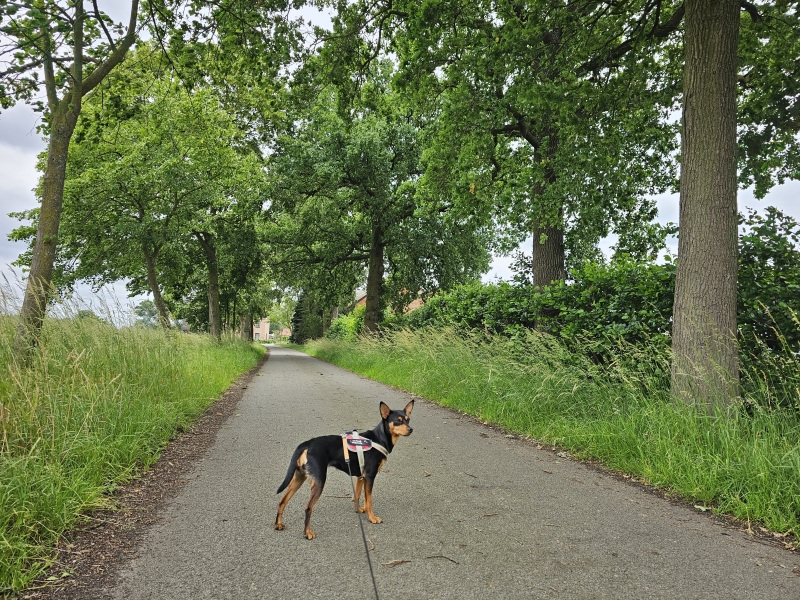 Wandelroute in Tielen, Kasterlee met hond Wandelroute in Tielen, Kasterlee met hond