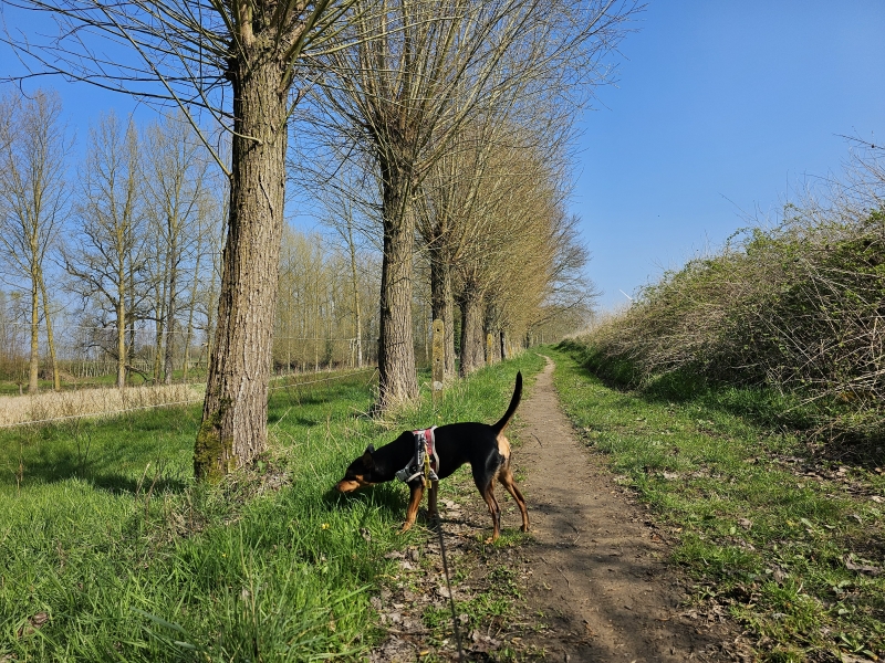 Wandelroute Keelman-Zuid Denderhoutem Haaltert Oost-Vlaanderen Denderstreek Wandelroute Keelman-Zuid Denderhoutem Haaltert Oost-Vlaanderen Denderstreek