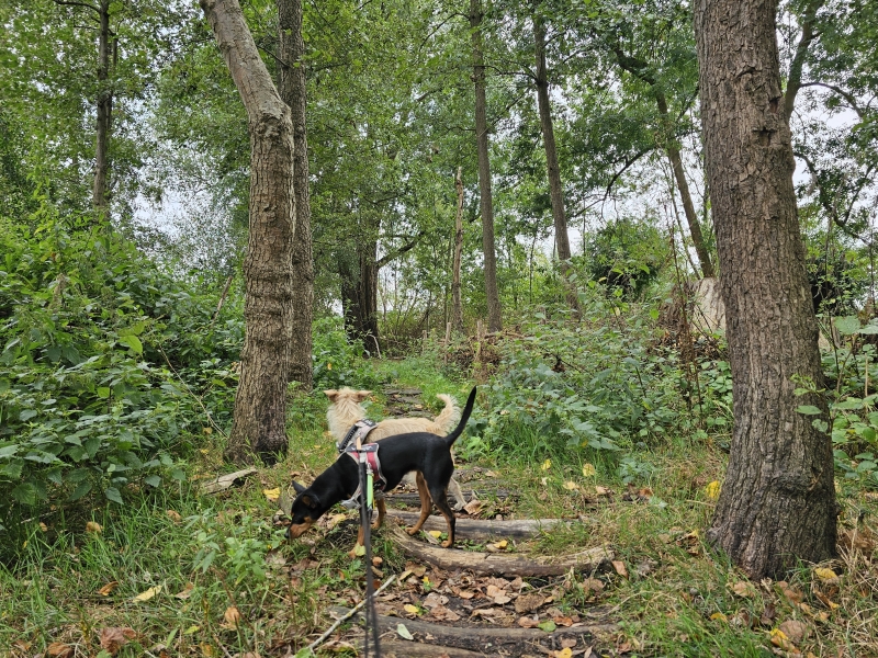 Wandelroute Kontich boswandeling met hond Langbos en Babbelse plassen Wandelroute Kontich boswandeling met hond Langbos en Babbelse plassen