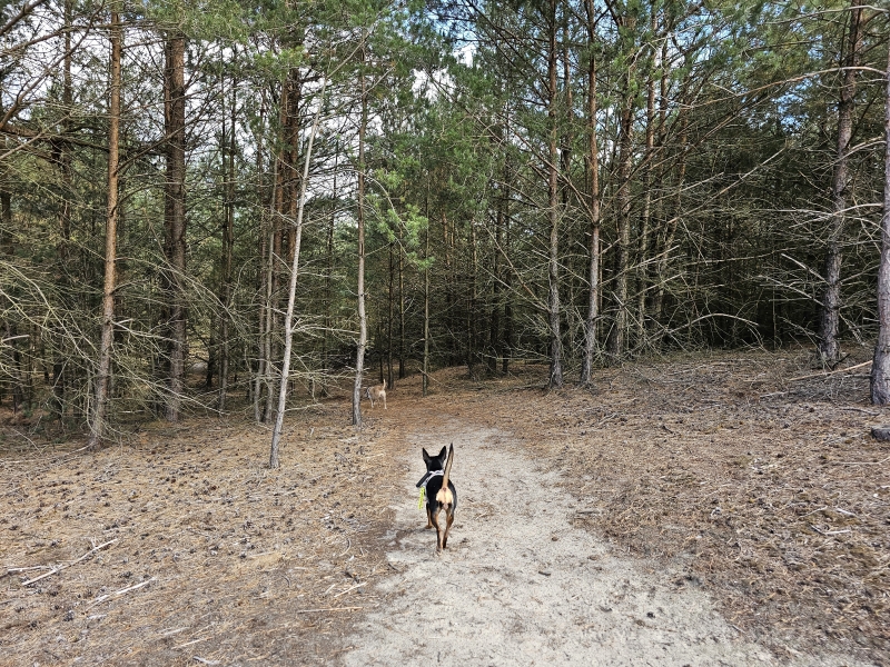Wandelroute Kootwijk Honden los