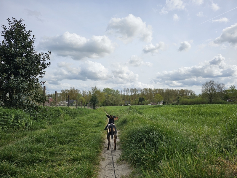 Wandelroute langs de Gondebeek in Merelbeke
