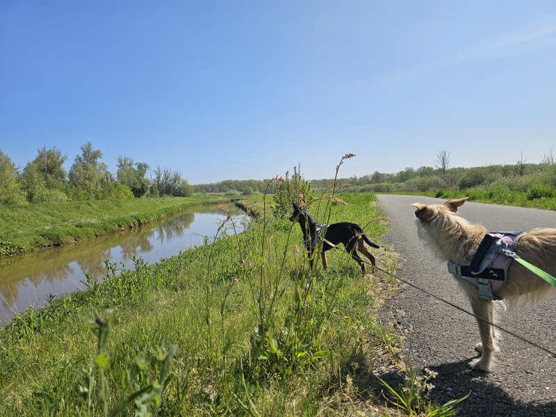 Wandelroute langs de Kleine Nete in Kessel Wandelroute langs de Kleine Nete in Kessel