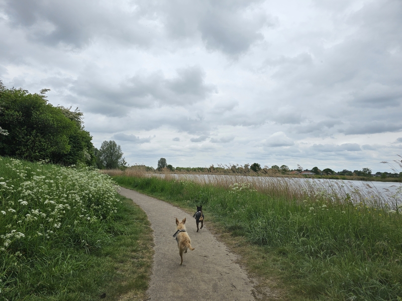 Wandelroute langs het water in de buurt van Breda