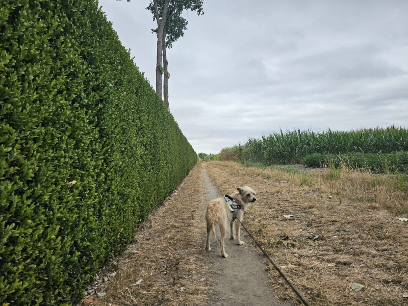 Wandelroute langs verschillende natuurgebieden in Lebbeke