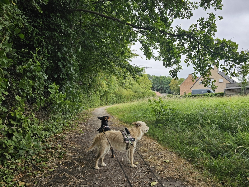 Wandelroute Lebbeke