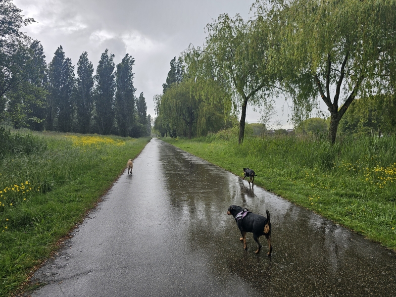 Wandelroute losloopgebied Veldhuizerpark Utrecht Wandelroute losloopgebied Veldhuizerpark Utrecht