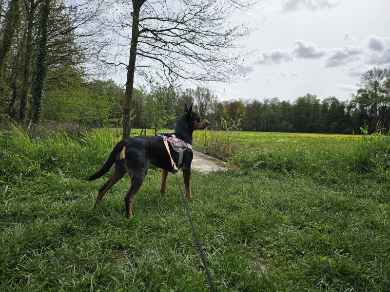 Wandelroute Merelbeke-Melle met hond Wandelroute Merelbeke-Melle met hond