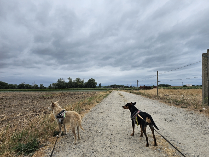 Wandelroute met hond 10 km langs het geboortebos, Samentuin Rossevelt, een paardenweide, het wilgenarboretum en een wachtbekken langs de Vondelbeek in Lebbeke