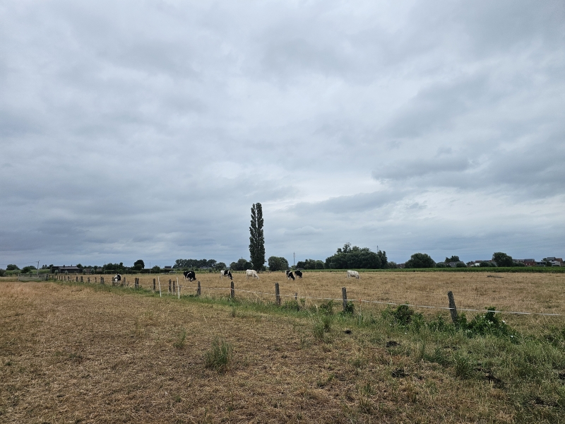 Wandelroute met hond 10 km langs het geboortebos, Samentuin Rossevelt, een paardenweide, het wilgenarboretum en een wachtbekken langs de Vondelbeek in Lebbeke