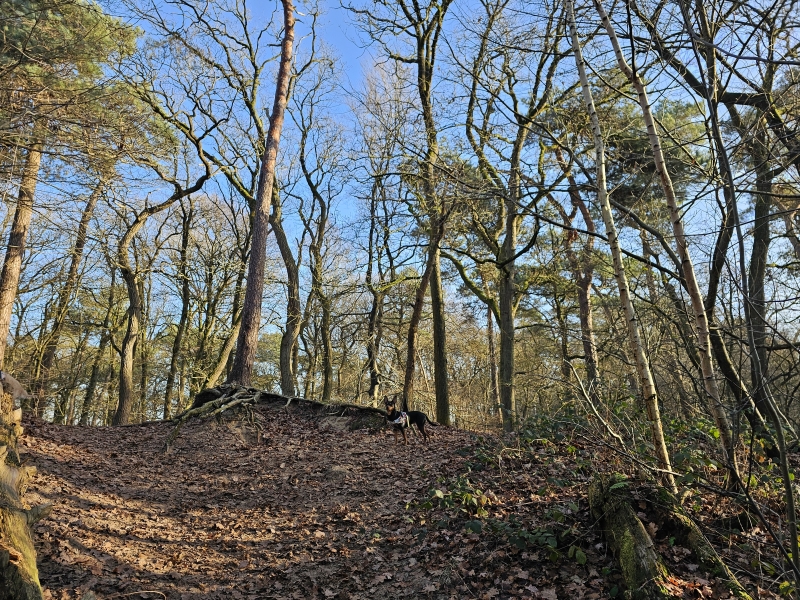 Wandelroute met hond door de Seterse Bergen in Boswachterij Dorst met hond