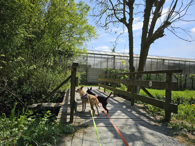 Wandelroute met hond door de Struisbeekvallei in Wilrijk