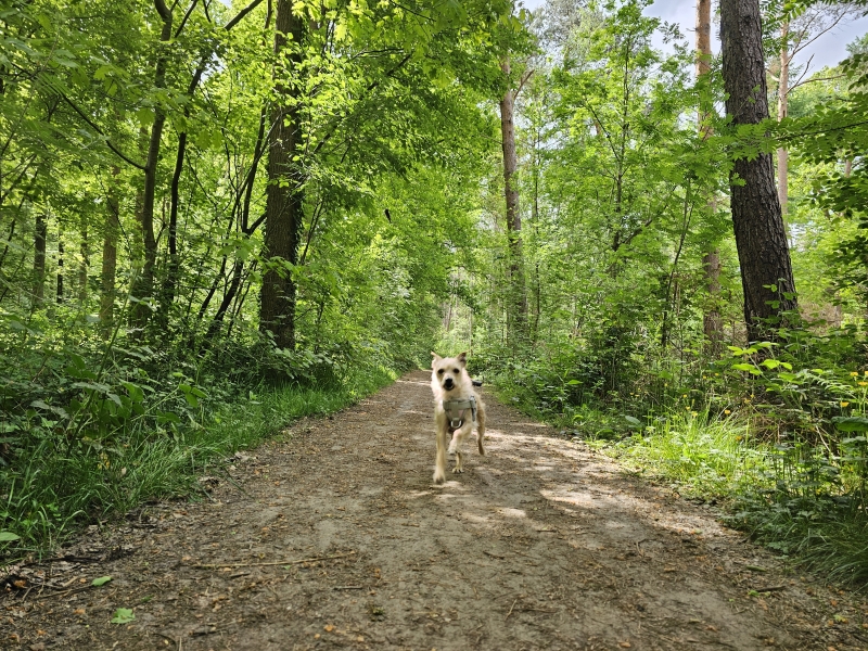 Wandelroute met hond door het bos