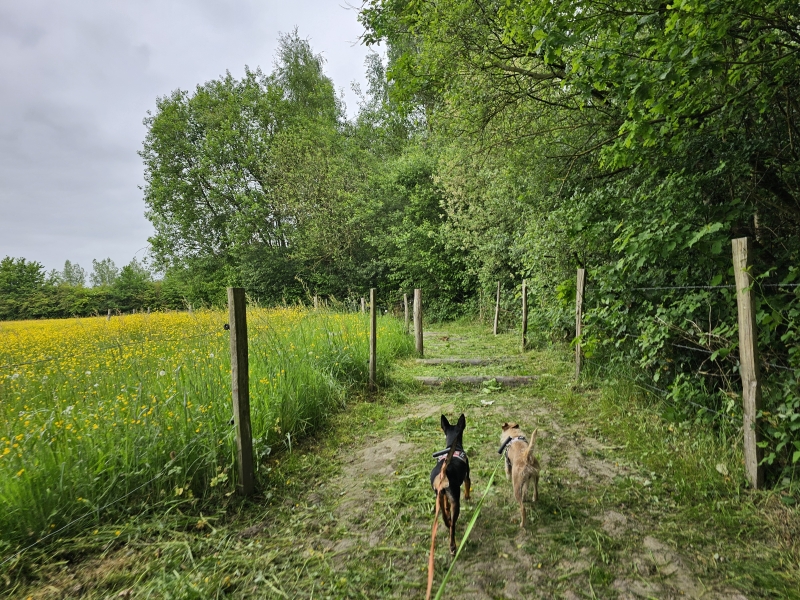 Wandelroute met hond door het bos 't Ename in Oudenaarde, Vlaamse Ardennen