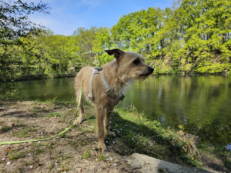 Wandelroute met hond langs Fort 6 in Wilrijk